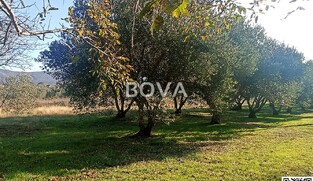 Maslinik 2848 m2 &ndash; Pridraga *uredno održavano* (ID-2371)