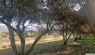 Maslinik 2848 m2 &ndash; Pridraga *uredno održavano* (ID-2371)