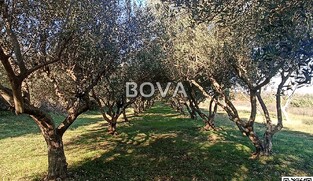 Maslinik 2848 m2 &ndash; Pridraga *uredno održavano* (ID-2371)