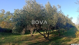 Maslinik 2848 m2 &ndash; Pridraga *uredno održavano* (ID-2371)