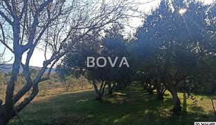 Maslinik 2848 m2 &ndash; Pridraga *uredno održavano* (ID-2371)